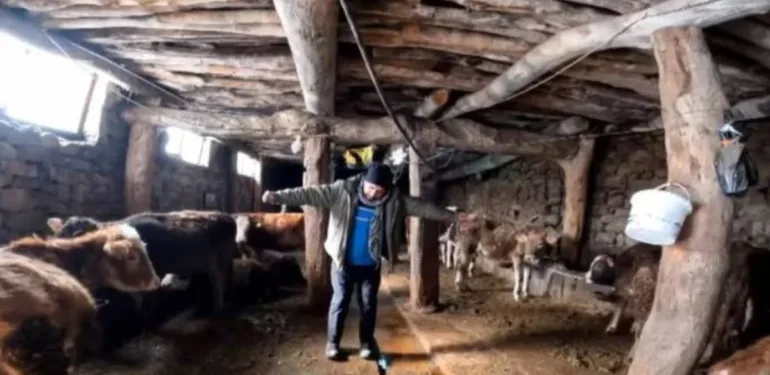 erzincanlı besici ineklere dilber şarkısı dinletiyor