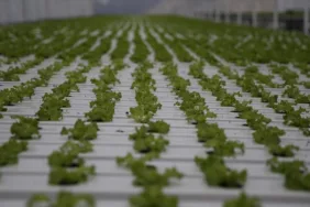 karadenizde topraksız tarım