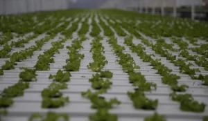 karadenizde topraksız tarım