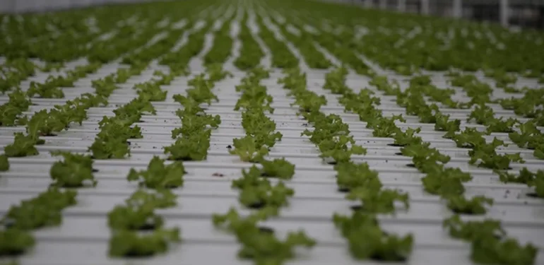 Hidroelektrik santralleri ve tarımsal sulama kuraklığı tetikliyor