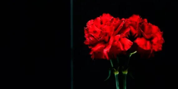 Antalya’dan Hatay’a 100 bin karanfil!