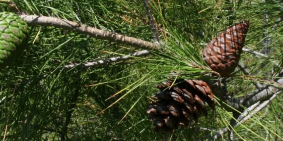 Kozalak şurubu nasıl yapılır? Kozalak şurubu faydaları nedir?