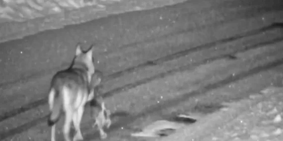 Kurtlar yerleşim yerine indi! Sokak köpeğini parçaladı