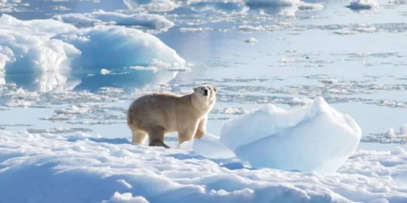 Kutup ayıları iklim değişikliğine adapte olamadı!