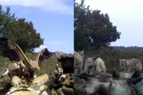 Afyonkarahisar'da doğanın vahşi güzelliği Kurtların ve Akbabaların beslenme görüntüleri!