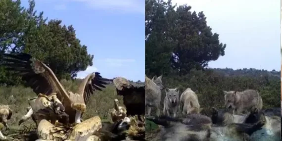 Afyonkarahisar’da doğanın vahşi güzelliği: Kurtların ve Akbabaların beslenme görüntüleri!