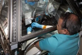 Alper Gezeravcının mikroalg deneyinden ilk sonuç alındı