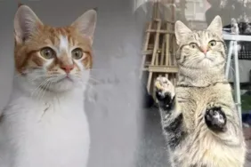 Anneleri depremden kurtarılmıştı... 'Patrick' ve 'Sandy'ye yeni yuva aranıyor