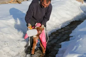 Ardahan'da burun ve dudağı eksik doğan buzağı biberonla besleniyor