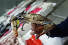 Balıkçılar endişeli Karadeniz'deki mavi yengeç patlaması