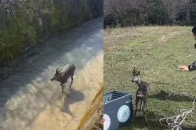 Bartın'da yürekleri ısıtan olay Su kanalına düşen karaca kurtarıldı (2)