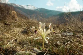 Beydağı'nın eteklerinde nevruz çiçekleri açtı