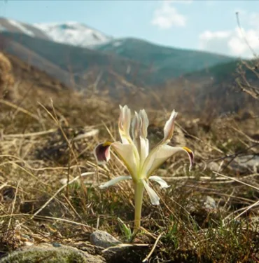 Beydağı'nın eteklerinde nevruz çiçekleri açtı
