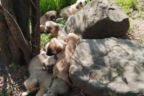 Böyle vicdansızlık görülmedi... Edirne Keşan'da ağzı bağlı 4 çuvalın içinden 14 yavru köpek çıktı