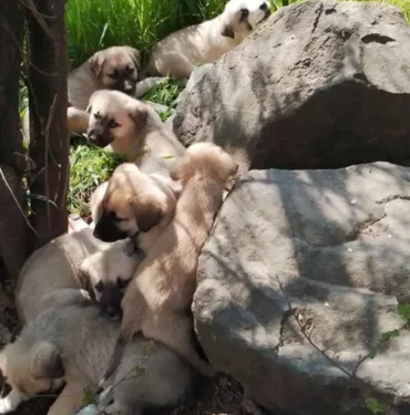 Böyle vicdansızlık görülmedi... Edirne Keşan'da ağzı bağlı 4 çuvalın içinden 14 yavru köpek çıktı