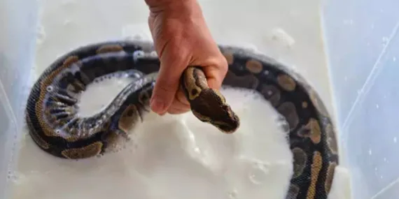 Bursa Hayvanat Bahçesi’nde, nesli tehlikedeki ‘kraliyet pitonları’ süt banyosuyla deri değiştiriyor