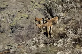 Dağ keçileri Geminbeli Geçidi'nde gezerken görüntülendi