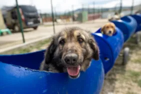 Engelli köpeklerin mutluluğu Varillerden yapılan 'Tren'le gezinti keyfi (5)