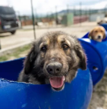 Engelli köpeklerin mutluluğu Varillerden yapılan 'Tren'le gezinti keyfi (5)