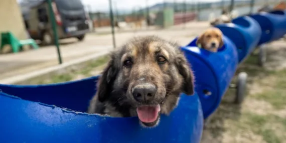 Sokak köpekleri teklifinde sona gelindi