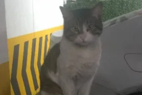 Eros'un katili İbrahim Keloğlan'ın yargılandığı davada karar çıktı