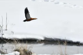 Göçmen kuşlar Kars'a geri dönüyor