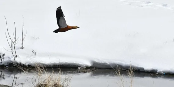 Göçmen kuşlar Kars’a geri dönüyor…