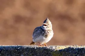 Güneyden gelen kuşları Ağrı Dağı eteklerine akın etti