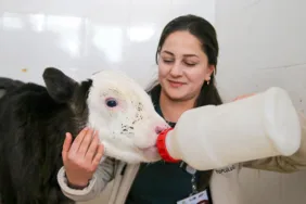 Hasta olduğu için 3 günlükken terk edilmişti... Buzağı 'Fındık' hayata tutunmayı başardı