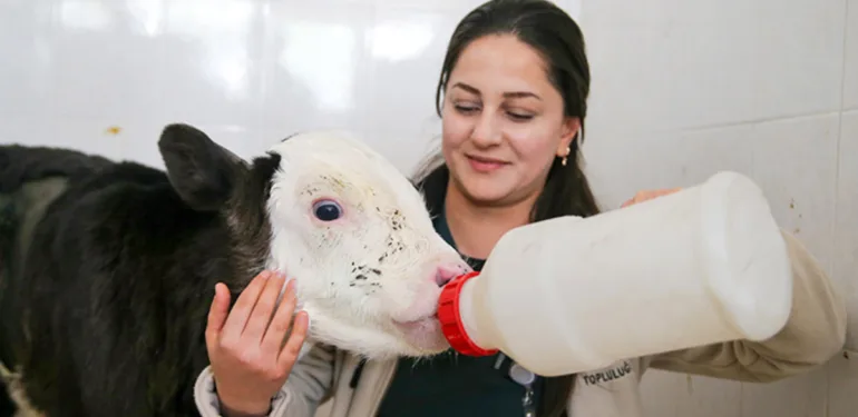 Hasta olduğu için 3 günlükken terk edilmişti... Buzağı 'Fındık' hayata tutunmayı başardı