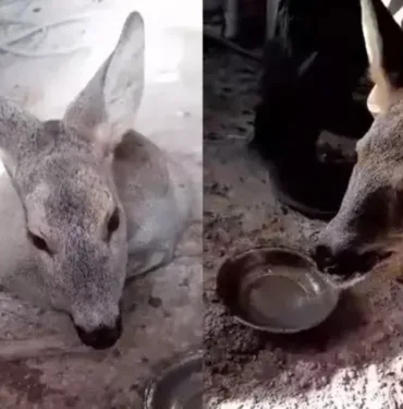 Hayatını kurtardı... Köpeklerden kaçan karacaya sahip çıktı
