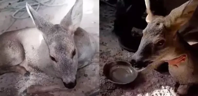 Hayatını kurtardı... Köpeklerden kaçan karacaya sahip çıktı