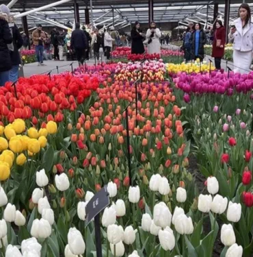 Hollanda'nın ikonu lale... Dünyanın en büyük lale bahçelerinden Keukenhof, 75. kez ziyarete açıldı