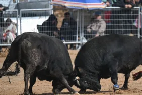 İzmir'de boğa güreşleri düzenlendi