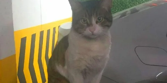 Kamuoyunu hareketlendiren Eros davasında savcılıktan şok itiraz!