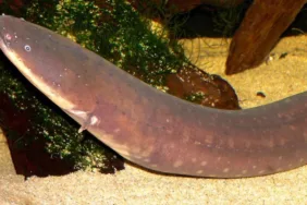 Karın ağrısı şikayetiyle hastaneye gitti, karnından 30 cm'lik canlı yılan balığı çıktı