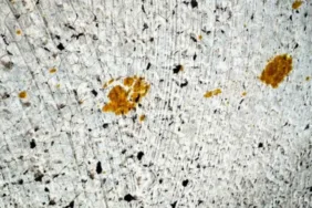 Kimyasal tehlike Hiroşima'da kayıp kediye ulaşılamıyor!