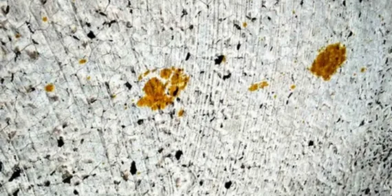 Kimyasal tehlike: Hiroşima’da kayıp kediye ulaşılamıyor!