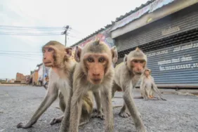 Lopburi'de hayat durdu 3.500 Maymun şehri ele geçirdi!