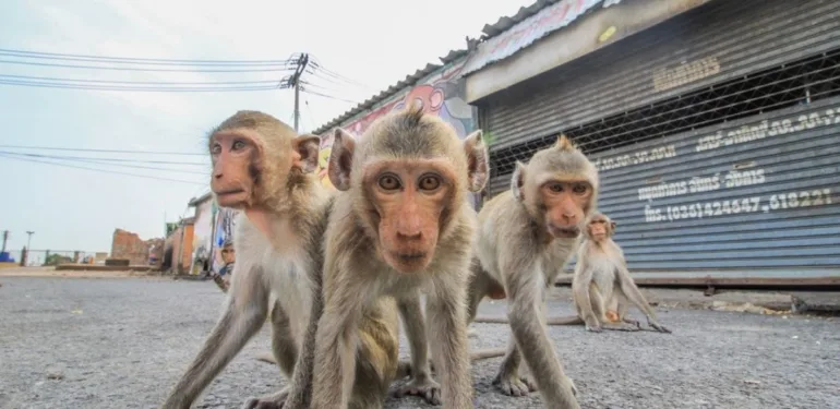 Lopburi'de hayat durdu 3.500 Maymun şehri ele geçirdi!