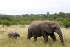 Mozambik'te 42 aslan ve 20 fil öldüren kaçak avcı 30 yıl hapse mahkum edildi