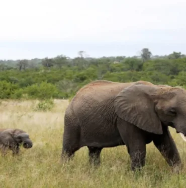 Mozambik'te 42 aslan ve 20 fil öldüren kaçak avcı 30 yıl hapse mahkum edildi