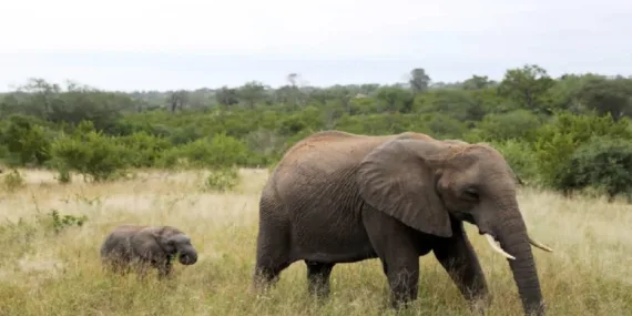 Mozambik’te 42 aslan ve 20 fil öldüren kaçak avcı 30 yıl hapse mahkum edildi