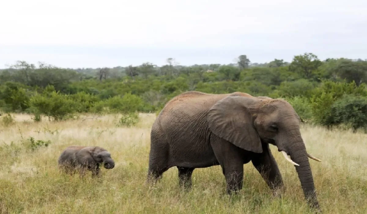 Mozambik'te 42 aslan ve 20 fil öldüren kaçak avcı 30 yıl hapse mahkum edildi