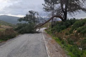 Muğla'da kuvvetli rüzgar ve sağanak! Ağaçlar devrildi, iş yerlerini su bastı...