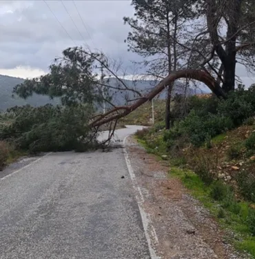 Muğla'da kuvvetli rüzgar ve sağanak! Ağaçlar devrildi, iş yerlerini su bastı...