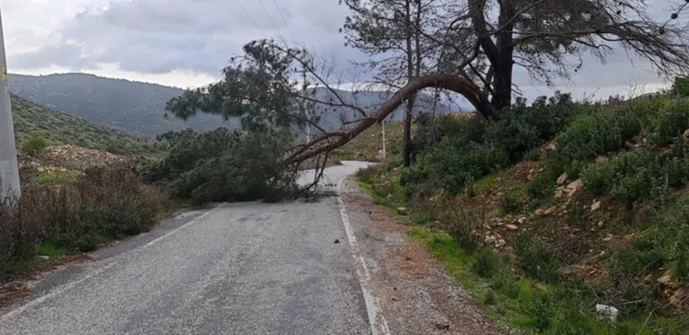Muğla'da kuvvetli rüzgar ve sağanak! Ağaçlar devrildi, iş yerlerini su bastı...