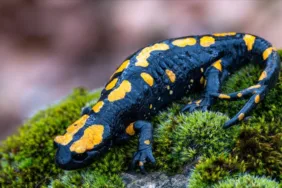 Nesli tehdit altında... Adana'da görüldü!