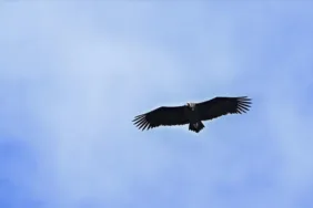 Nesli tehlike altında! Kara akbaba popülasyonunda artış