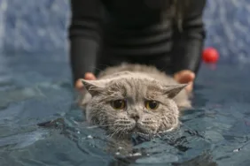 Obez kedi 'Şiraz' pilates yaparak ve yüzerek zayıflıyor!